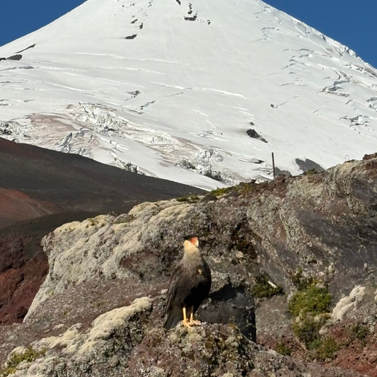 Trekking Cráter Rojo Volcán Osorno