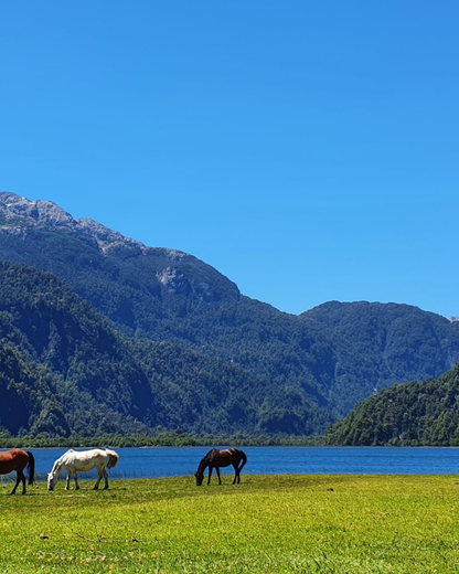 Cayutué Lagoon Trekking – Ralún 