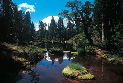 Tour Hornopirén – Carretera Austral